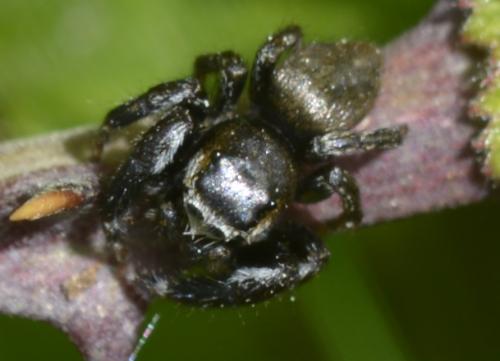 Evarcha arcuata
